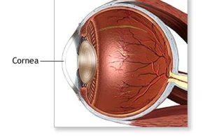 cornea